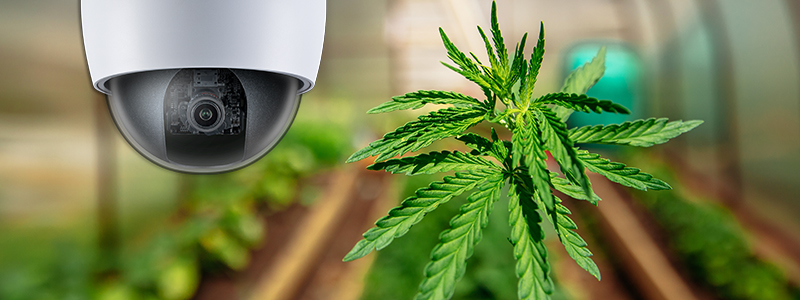 Cannabis video surveillance systems
