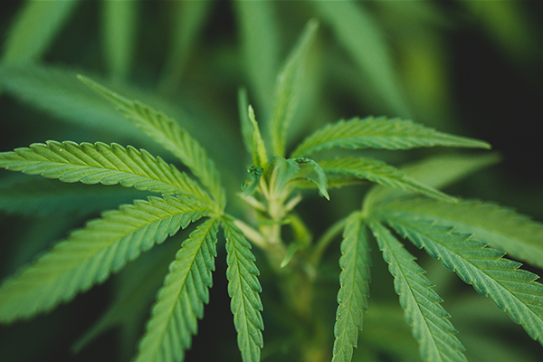 cannabis marijuana leaf plant