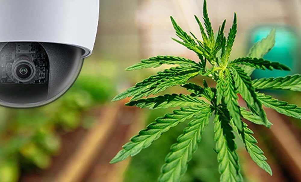 Cloud Video Surveillance for Cannabis