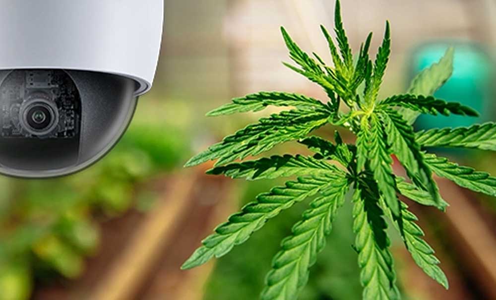 大麻向けクラウド・ビデオ監視システム